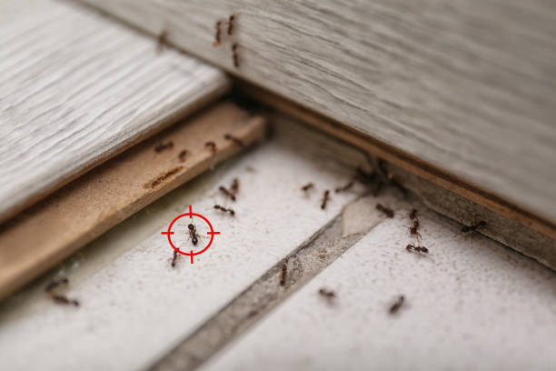 Best Best Pest Control Companies  in Pato, WA