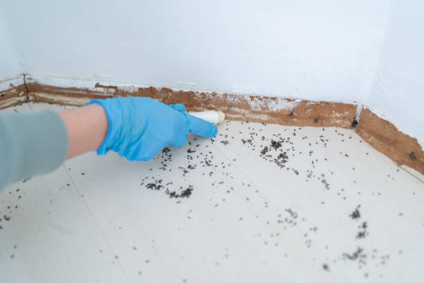 Best Wasp Removal Services  in Pato, WA