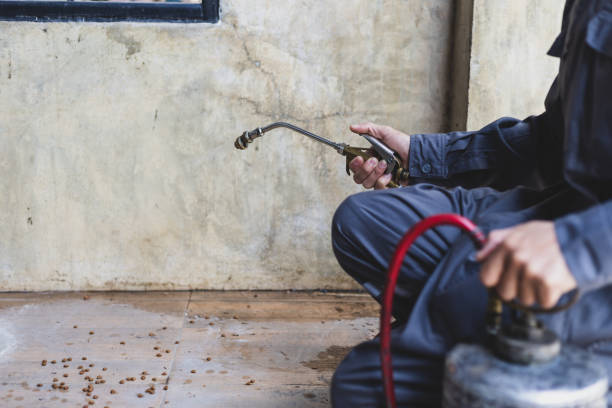 Best Affordable Pest Control Services  in Pato, WA